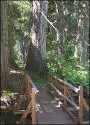 Settler s Grove of Ancient Cedars (USFS Photo) 8:30 am to 4:00 pm Twin Crags/Mount Wiessner Hike.