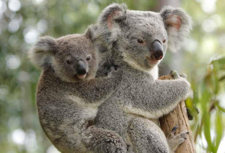 WONDERS OF AUSTRALIA Days 14 to 20: Cairns - Sydney Koala Gardens, Cairns Sydney Harbour Day 14: Cairns, 4 nights For early risers, a dawn visit to the rock has been arranged.