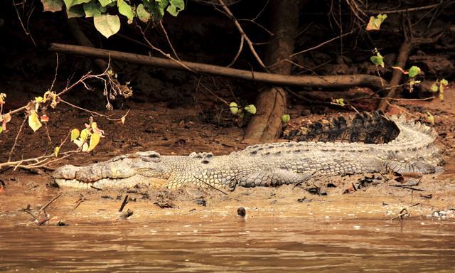 Crocodile Safari - IE14 Take a safari cruise down the Proserpine River to see Australia's ferocious and deadly saltwater crocodiles.