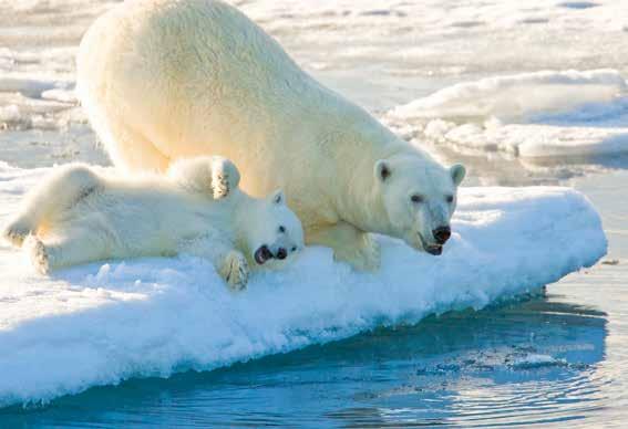 Observe seals and arctic foxes and search for the very symbol of the Arctic majestic polar bears. Cruising in Svalbard s fjords, venture to the foot of stunning tidewater glaciers.