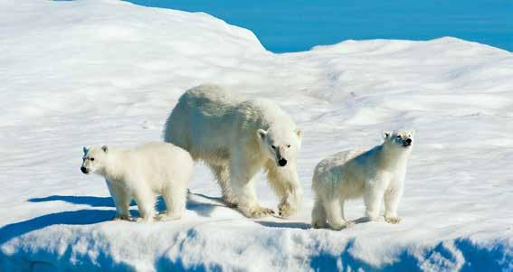 Having explored the Arctic for more than 30 years, the Lindblad Expeditions team s knowledge and passion for the fascinating Arctic region is the key to your extraordinary experience.