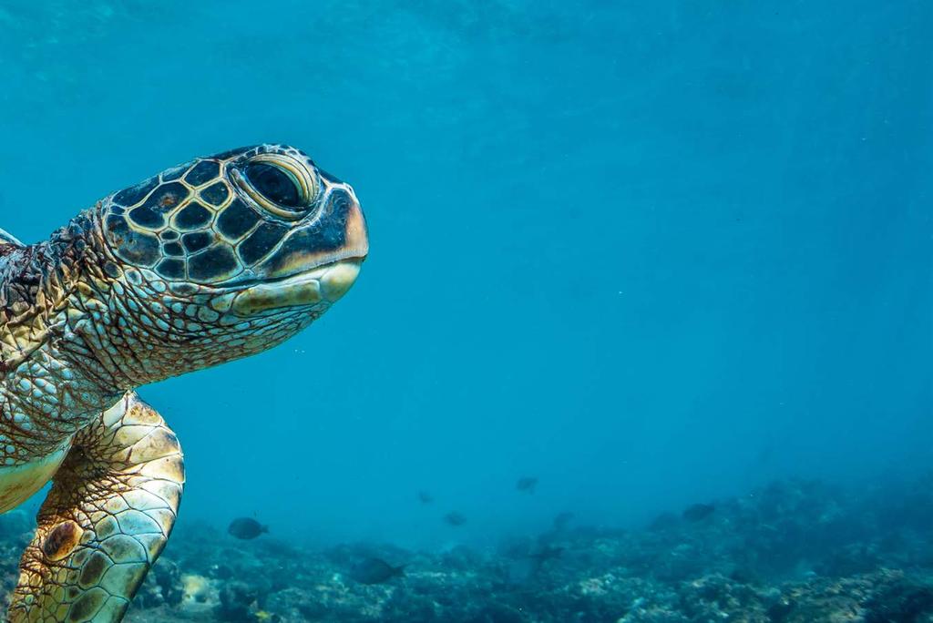 Antiguan Wildlife Our passion for sustainability extends not only to our guests but to the island s first inhabitants, sea turtles.
