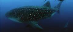 , 2014) of sharks are currently at risk for extinction due to over, unregulated and illegal fishing.