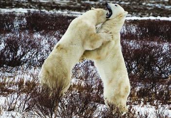 SMALL GROUPS BIG ADVENTURES BEARS OF CHURCHILL: TUNDRA BUGGY ADVENTURE VARIOUS DATES OCTOBER AND NOVEMBER 2017 $5,799 CAD PER PERSON BASED ON DOUBLE OCCUPANCY Home to the King of the Arctic Manitoba
