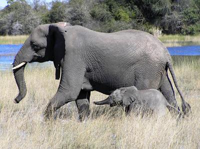 the added pleasure of being able to plan excursions to Ol Pejeta Conservancy & Sweet Waters, The