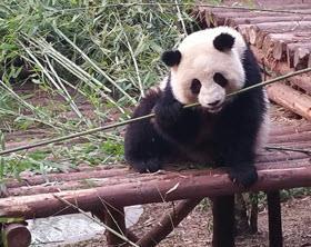 Day 9: 7 th May Chengdu - Transfer to Chongqing Yangtze River Cruise Today we will visit China s most famous resident, the Giant Panda.