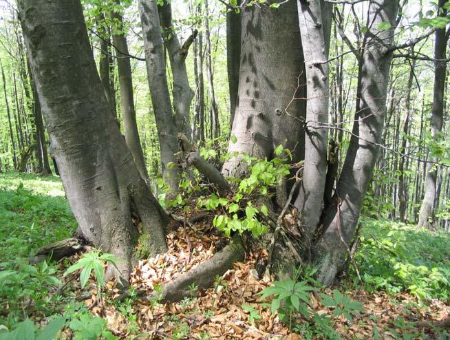 27 V smislu redčenja šopov in skupin smo ocenjevali gozdnogojitveno vlogo skupin dreves in ne posameznih dreves (Mlinšek, 1980 in Kotar, 2005).