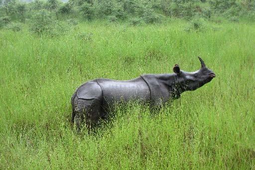 Rhinocerus Population in Nepal Population Nepal Population CNP 900 800 800 700 Rhino Number 600 500 400 300 400 300 310 612 544 484