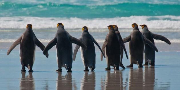 Where nature is still in charge Location: The Falkland Islands The Falkland Islands are teeming with wonders of wildlife and nature, and o er fantastically clear blue skies, seamless horizons, vast