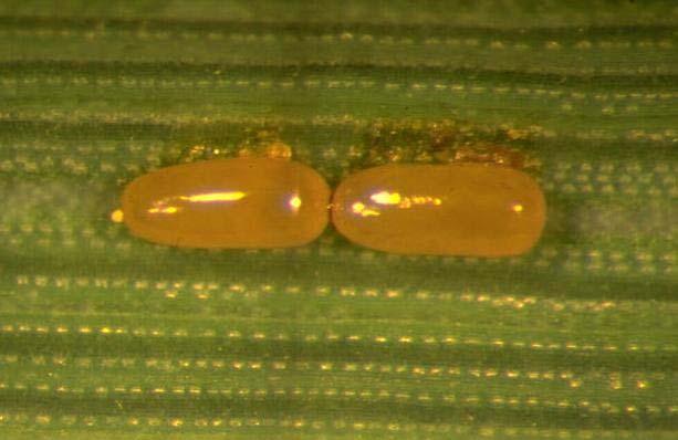 6 2.2.2 Jajčece Jajčeca so jantarno rumena, eliptična, velika 0,9 x 0,4 mm (slika 3) (Fito-Info, 2006). Sprva so lahko oranžna in pozneje oranžno rdeče barve, velika 1 mm ali več (Maceljski, 1999).