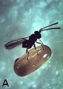14 Najpomembnejši parazitoid jajčec žitnega strgača je vrsta Anaphes flavipes (Förster) (Hymenoptera, Mymaridae) (slika 10 A),