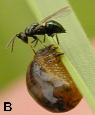 Ichneumonidae) in Lemophagus curtus (Townes) (Hymenoptera, Ichneumonidae) (slike 10 B, C in D). V 60. in 70.