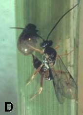 muha goseničarka, ki napada odrasle osebke (Glogoza, 2002). Slika 10: Parazitoidi žitnega strgača A. Anaphes flavipes, B.