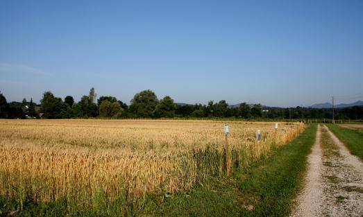 20 Slika 10: Posevek ozimne pšenice na Laboratorijskem polju Biotehniške fakultete v Ljubljani v letu 2008 (foto: S.
