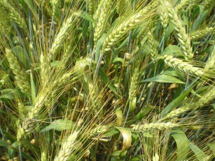 21 Slika 11: Ozimna pšenica sorte Antonius na poskusni lokaciji (foto: M. Murko) 3.2.1.2 Augustus Je srednje pozna sorta golica (slika 12).