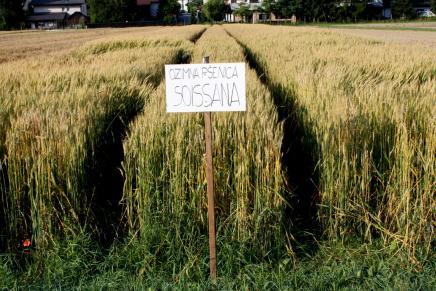 23 Slika 14: Posevek ozimne pšenice, sorte Soissana, na poskusni lokaciji (foto: S. Trdan) 3.2.2 Način pridelave ozimne pšenice V našem poskusu je bila ozimna pšenica vključena v integrirani način pridelave.
