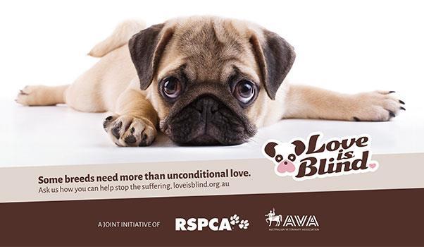 AVA Policy Love is Blind AVA moves away from brachycephalic breeds in advertising The popularity of certain breeds of dogs with exaggerated physical features has resulted in their increased use in