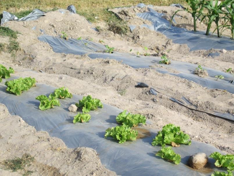 Lettuce; first quality Yields were equal to others valleys