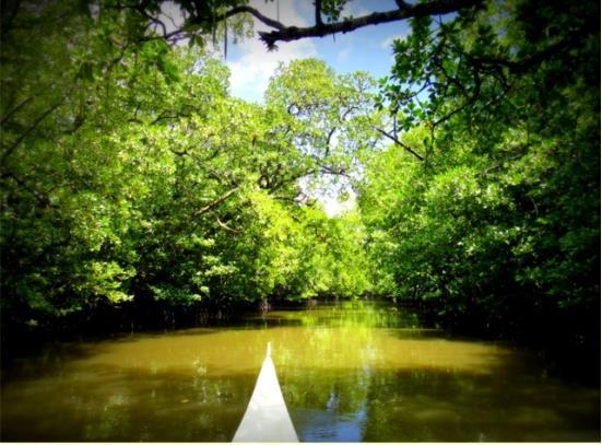 EXISTING AND POTENTIAL TOURISM ATTRACTIONS Mangroves Area Mangroves protect the coast from erosion, surge storms