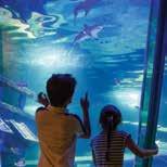 Get hands on with our native species as you tickle the belly of a small shark and feel the spikes on a sea urchin; take in the colourful coral reefs of the Tropical Ocean and see if you can find Nemo