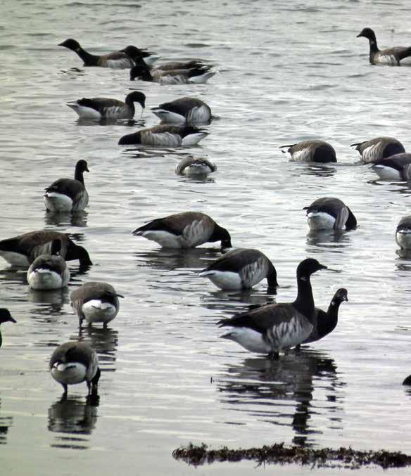 PAGE 56 Image: Brent Geese Saturday 27 October Haunted Hub at Project 24 Queens Parade, Bangor, BT20 3BJ 6pm 8pm 0300 013 3333 project24ni.