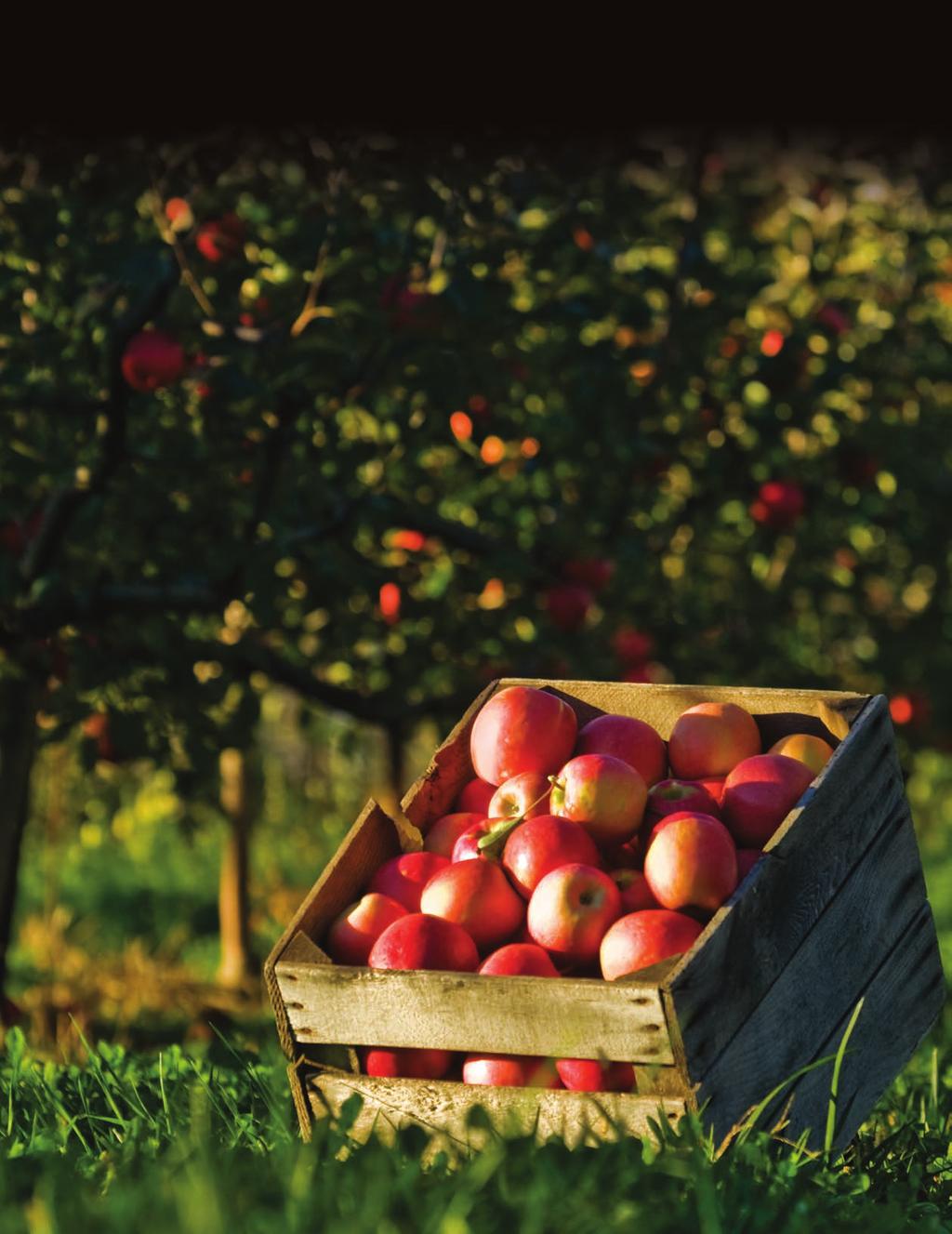 ElegantLiving Autumn 2011 Complimentary Frederick County at its finest APPLES: Picked