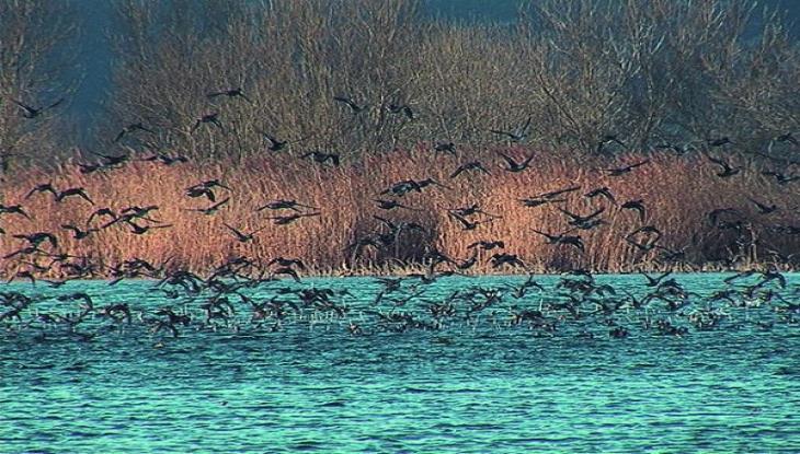 Hutovo Blato Nature and bird reserve Marshlands On