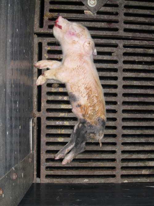 Ule in sod., Rejska opravila v prasilišču 9 Slika 2: Poležan pujsek možnost okužbe maternice, zato je priporočljivo svinje po postopku preventivno zdraviti z antibiotikom.