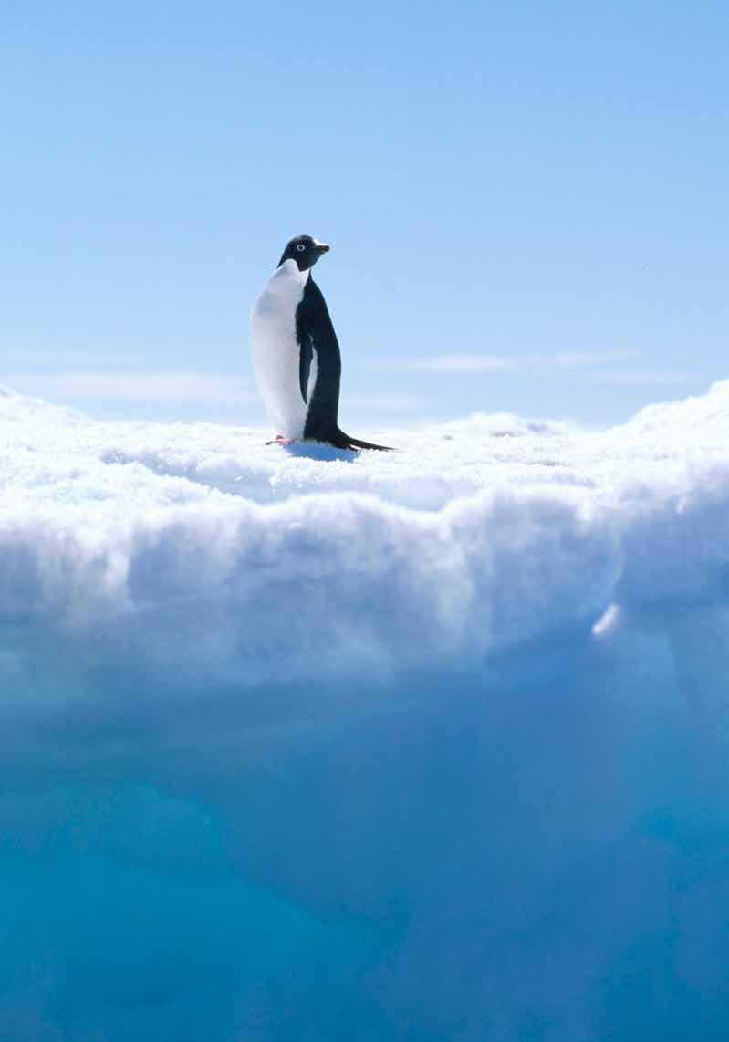 SPECIAL OFFER -SAVE 750 PER PERSON Antarctica, South Georgia & the Falklands An expedition over