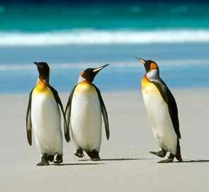 Exploring by Zodiac King penguins, Falkland Islands Even today after many decades of exploration, Antarctica still remains a world apart, a majestic last frontier surpassing even the most jaded of