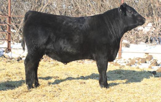 88 Suitable for larger framed heifers. This son of Big Sky came off his 2-yearold dam at 884. He certainly has the paperwork to back it up.