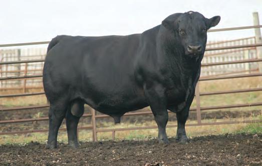 02 Calving-ease performance son of our Time Changer herd sire. He s a thick, soggy bull with an incredible performance record and set of numbers.