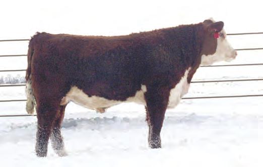 HEREFORD BULLS 2D 2D PLC AMERICAN MADE 2D BULL 43734100 2D 2/15/16 88 650 102 TH 122 71I VICTOR 719T CRR 719 CATAPULT 109 CRR 4037 ECLIPSE 808 CRR 109 AMERICAN MADE 310 CRR 433 NADEAN 758 CRR 106M
