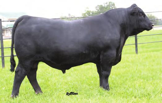 ANGUS REFERENCE SIRES REFERENCE SIRE REG. # SIRE DAM S SIRE CED BW WW YW CEM MILK MARB RE FAT SydGen Rock Star 3461 17820603 SydGen Rocky Road 2060 Connealy Forward 6 2.30 73 124 9 31 0.32 1.05-0.