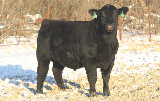 When you talk performance cattle, this is the kind that come to mind. Heaviest actual weaning weight of 1,070. He will will be popular sale day. Dam is a rock-solid producer here.