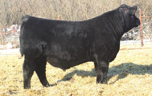 77 I+.057 53.83 56.77 122.54 Light birth weight 7229 son with more length and extension then is typical of the sire group. Still has the mass and muscle you d expect coming from 7229.