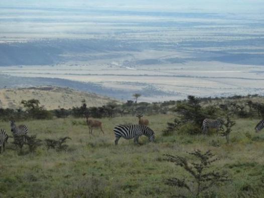 In the morning, we go on a final game drive in a southerly direction to the Simba Kopjes.