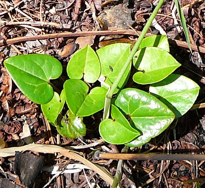 Gaddy: New species of Hexastylis 3 Figure 1. Hexastylis sorriei leaves emerging from soil after a fire (note lack of variegation).