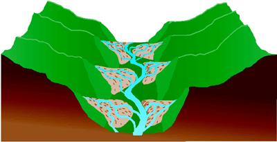 Tip "B" koji je manje čest na aluvijalnim ili koluvijalnim nanosima javlja se prvenstveno na stabilnom nanosu i gdje je obalna vegetacija dobro uspostavljena uz drenažni put.