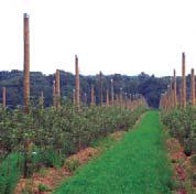 1 Many vineyards and orchards now use metal end posts in their trellis structures. The Gripple Plus No.