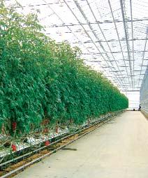 Gripple Plus in Greenhouses/Poly-tunnels More recently, the benefits of