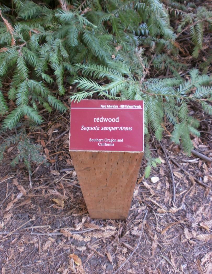 Volume 4, Issue Page 2 Tree Identification Posts installed at Peavy Arboretum!