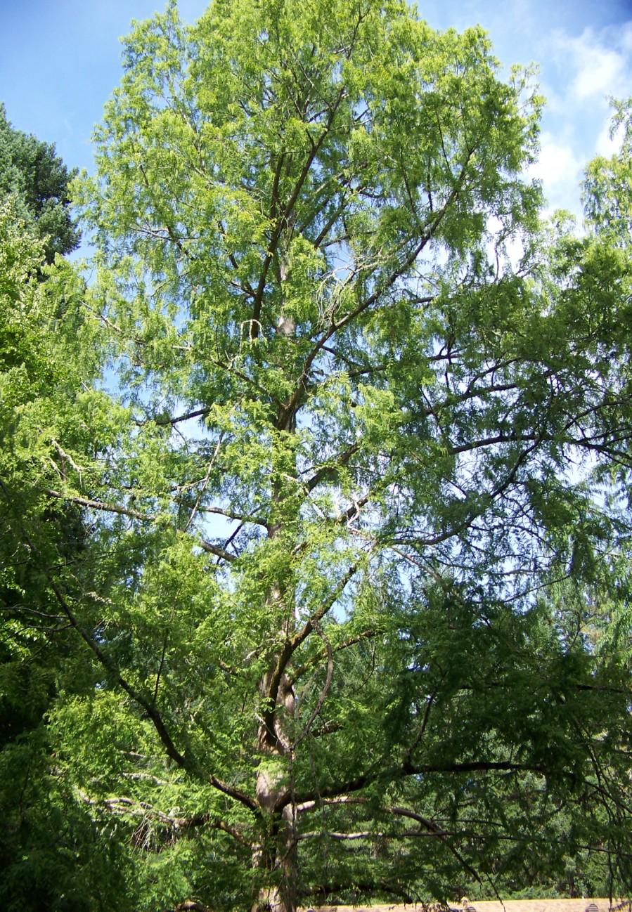 The dawn redwood is native to China and was thought to be long extinct until the 1940 s when living specimens were discovered in Central China.