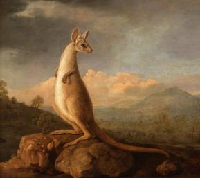 Hunted for meat and for sport, and used as a subject in art work, the kangaroo finally achieved official recognition with its inclusion on Australia s coat of arms in 1908.