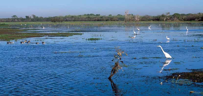 The floodplains of the Alligator Rivers, Kakadu National Park support an abundance of wildlife which has sustained a rich Indigenous culture for millennia.