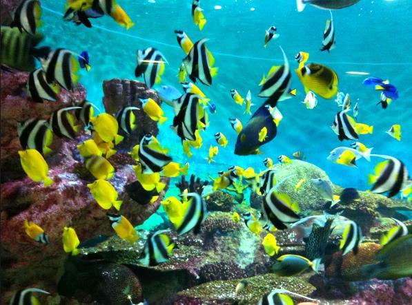 Above itinerary and conditions can be changed due to local circumstance. OPTIONAL ACTIVITY in COEX COEX Aquarium is home to 40,000 marine creatures from 650 different species.