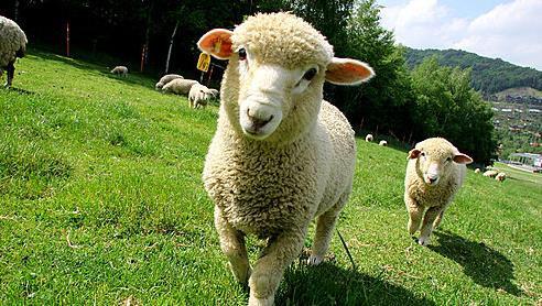 DAY4. DAEGWALLYEONG SHEEP FARM COEX MALL & AQUARIUM Daegwallyeong sheep farm features more than 200