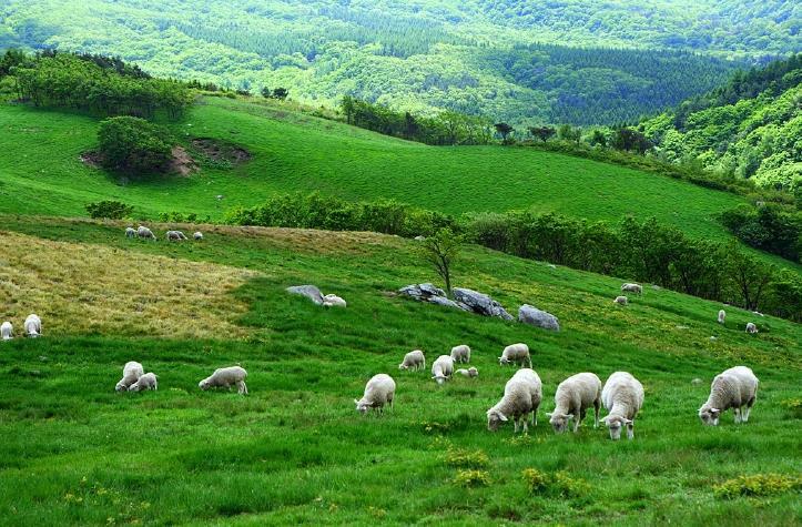 The first thing that comes into view as you approach the farm are the herds of white sheep roaming on