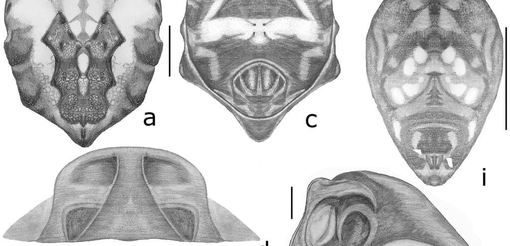 sternum; c, abdomen, ventral view; d-f epigynum: d, posterior view;