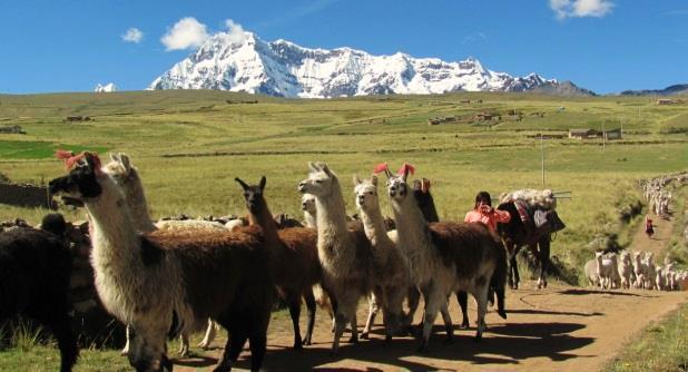 At this point, you'll be rewarded by splendid views. Afterwards, we ll descend to the ancient farming area of Finaya where people live herding their llamas and alpacas.